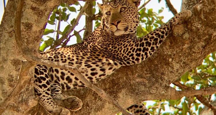 Safari et visite culturelle en Tanzanie - 4 jours (milieu de gamme) - Viola tours & travel 1