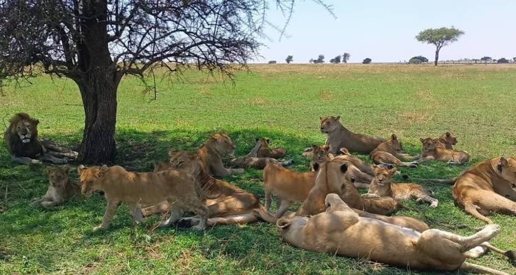 Safari et visite culturelle en Tanzanie - 4 jours (milieu de gamme) - Viola tours & travel 2