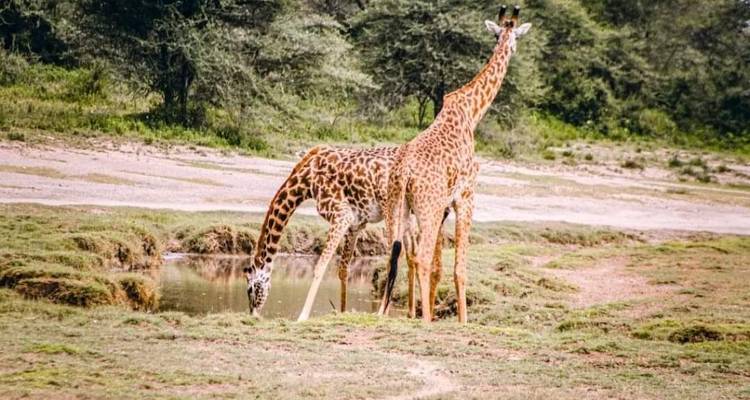 Safari et visite culturelle en Tanzanie - 4 jours (milieu de gamme) - Viola tours & travel 3