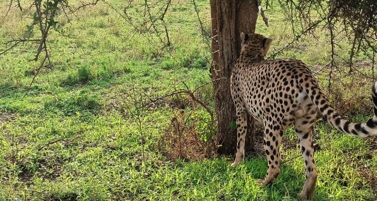 Safari et visite culturelle en Tanzanie - 4 jours (milieu de gamme) - Viola tours & travel 4