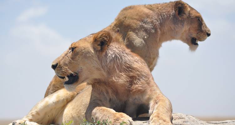 Safari de 4 jours en Tanzanie - Arusha + Cratère du Ngorongoro + Serengeti - Viola tours & travel 1