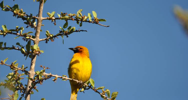 Safari de 4 jours en Tanzanie - Arusha + Cratère du Ngorongoro + Serengeti - Viola tours & travel 3
