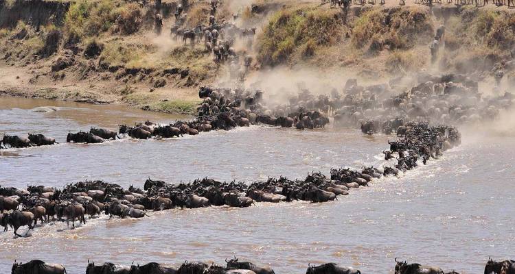 Safari de 4 jours en Tanzanie - Arusha + Cratère du Ngorongoro + Serengeti - Viola tours & travel 7