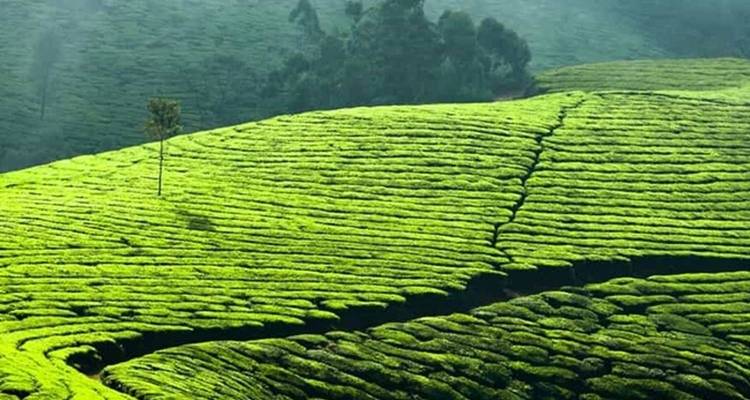 Fascinante Kerala 6 noches con premium hotels - Kerala Holiday Club 4