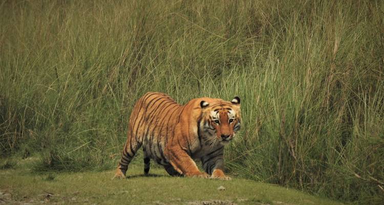 Circuito de rastreo de tigres en el Parque Nacional de Bardia - Getaway Nepal Adventure Pvt. Ltd 1