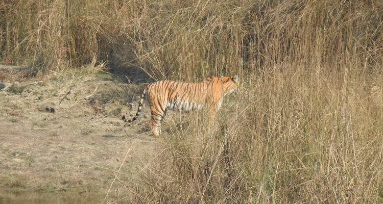 Circuito de rastreo de tigres en el Parque Nacional de Bardia - Getaway Nepal Adventure Pvt. Ltd 2