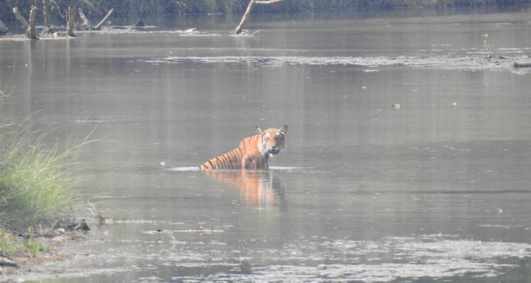 Circuito de rastreo de tigres en el Parque Nacional de Bardia - Getaway Nepal Adventure Pvt. Ltd 3