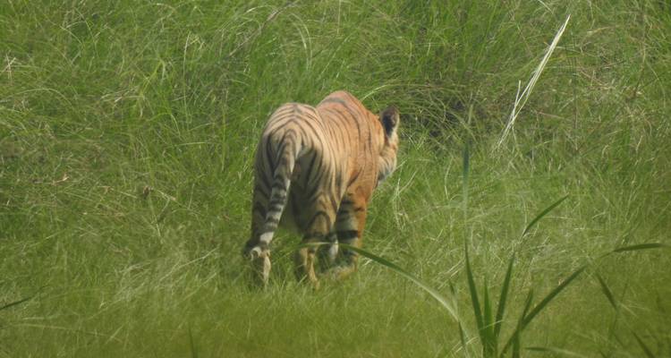 Circuito de rastreo de tigres en el Parque Nacional de Bardia - Getaway Nepal Adventure Pvt. Ltd 4