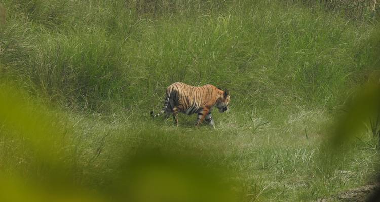 Circuito de rastreo de tigres en el Parque Nacional de Bardia - Getaway Nepal Adventure Pvt. Ltd 6