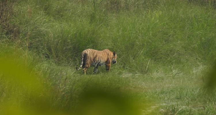 Circuito de rastreo de tigres en el Parque Nacional de Bardia - Getaway Nepal Adventure Pvt. Ltd 7