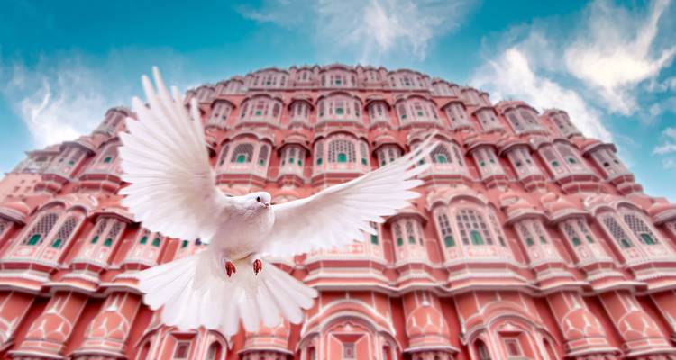 White dove with a pink historic building in the background.