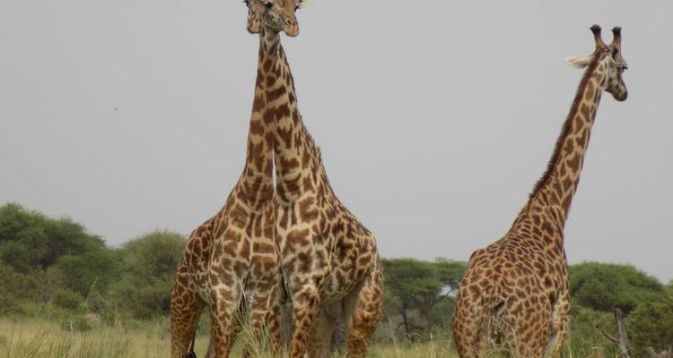 Two giraffes standing in a grassy area