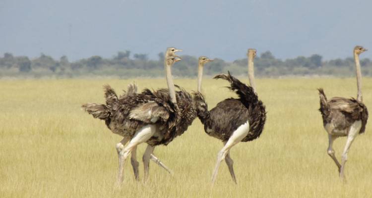 Group of ostriches in a grassy landscape
