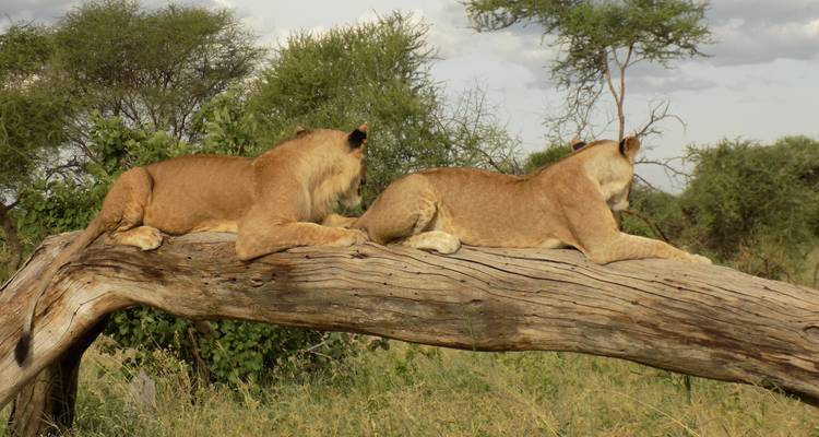 Lions laying on a tree trunk