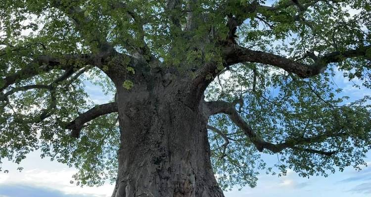 Großer Baobab-Baum vor dem Himmel