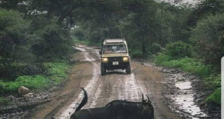 9 días - migración al Serengeti norte - lago Manyara, Serengeti, cráter del Ngorongoro y Tarangire - Lappet Faced Safaris 3