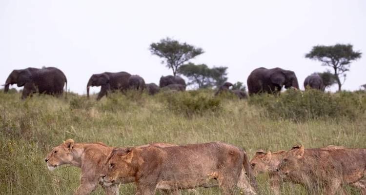 5 Days - Arusha, Serengeti and Ngorongoro Crater - Lappet Faced Safaris 1
