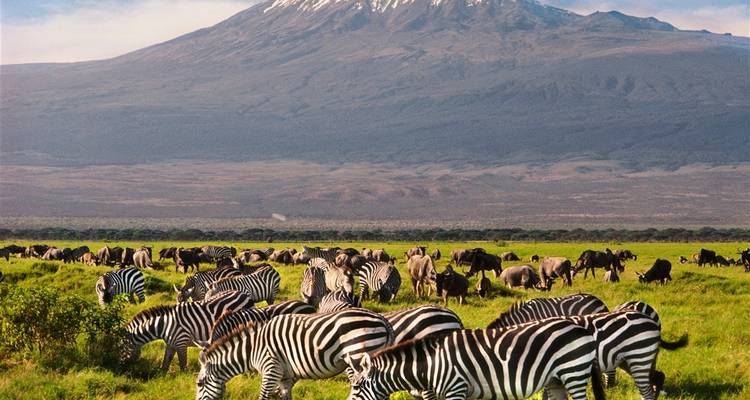 Safari de 8 días a Masai Mara, lago Nakuru, lago Naivasha, Amboseli, Tsavo oeste y Tsavo este - Gracepatt Ecotours Kenya 3