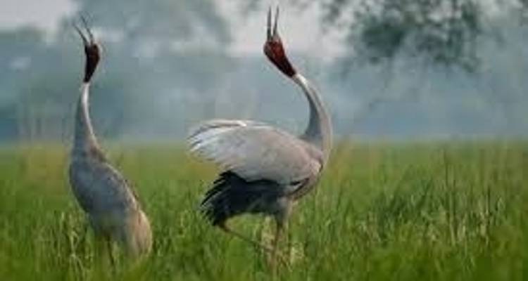 Au royaume des tigres - Colibri Travel 5