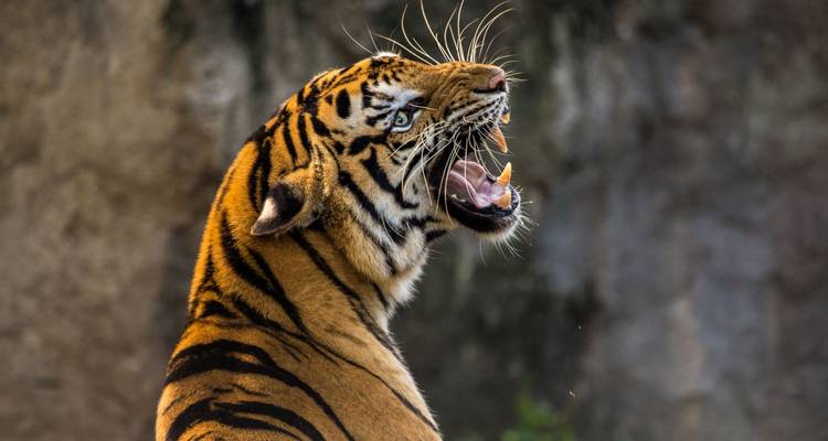 Au royaume des tigres - Colibri Travel 4