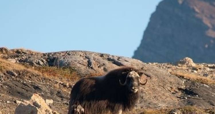 Groenland oriental Scoresby Sund - Aurore boréale 2025 - Colibri Travel 5