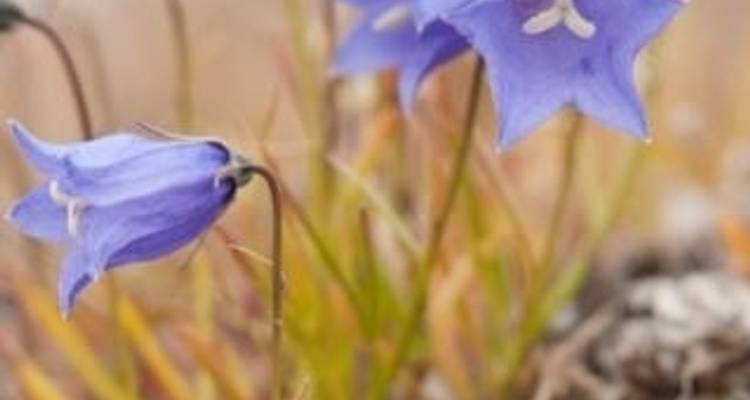 Groenland oriental Scoresby Sund - Aurore boréale 2025 - Colibri Travel 1