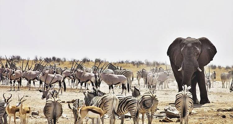 7 Días Lo mejor de of Namibia | Circuito en coche y alojamiento - Motema Tours and Safaris 2