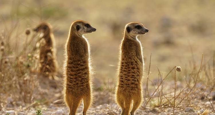 7 Días Lo mejor de of Namibia | Circuito en coche y alojamiento - Motema Tours and Safaris 8