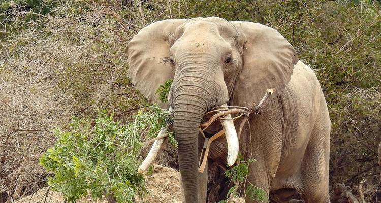 4 jours Chitake Springs Mana Pools National Park Zimbabwe - Little Roz Tours 1