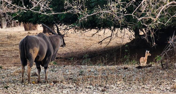 4 jours Chitake Springs Mana Pools National Park Zimbabwe - Little Roz Tours 2