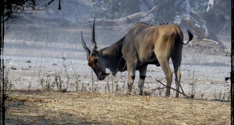 4 jours Chitake Springs Mana Pools National Park Zimbabwe - Little Roz Tours 3