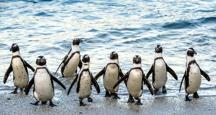 Super South Africa : Wildlife Safari, Table Mountain, Garden Route - Wanderful Holidays LLC 6