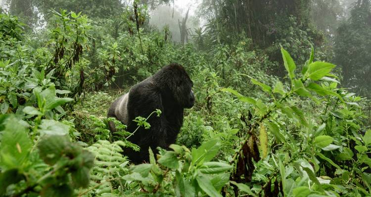 Le safari de luxe ultime de Tourilla en Ouganda et au Rwanda - Tourilla Tours 7