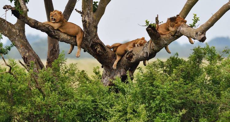 Le safari de luxe ultime de Tourilla en Ouganda et au Rwanda - Tourilla Tours 6