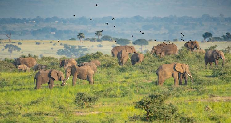 Le safari de luxe ultime de Tourilla en Ouganda et au Rwanda - Tourilla Tours 3