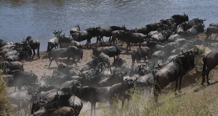 Een grote kudde gnoes verzameld bij een rivieroever.