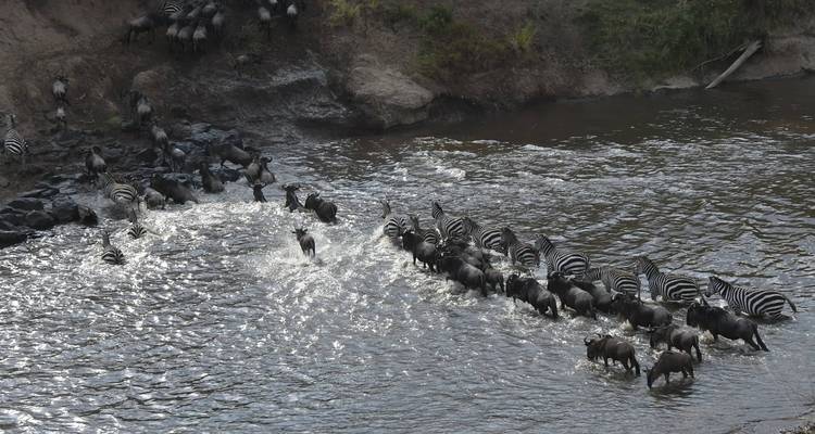 Gnoes en zebra's die een rivier oversteken in een natuurlijke omgeving.