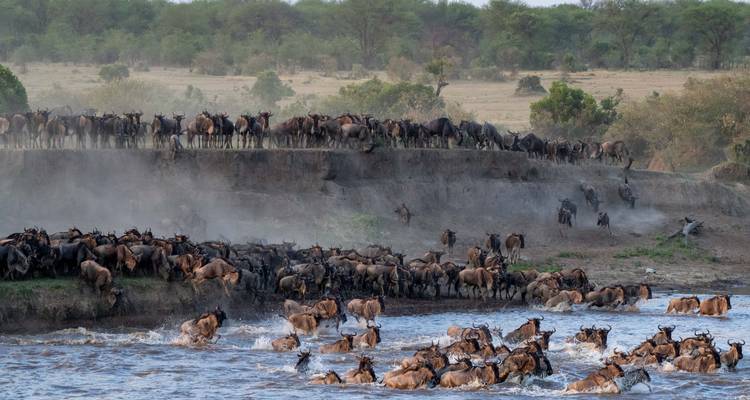 Dieren die een rivier oversteken met dramatisch stof en actie.