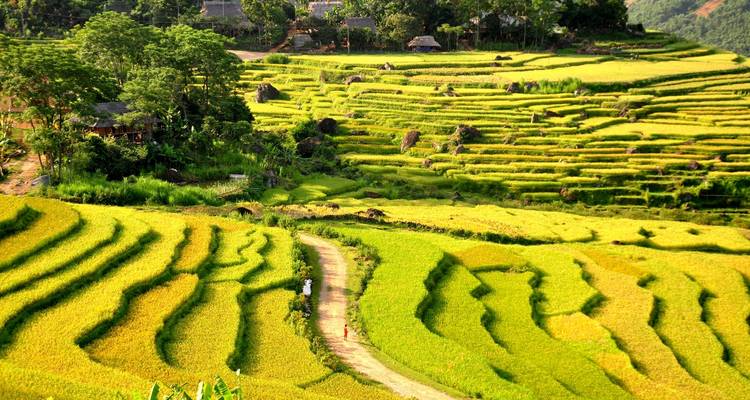 Extensive terraced paddy fields in vibrant greenery.