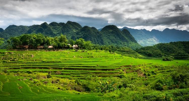 Vibrant green terraced fields against mountainous backdrop.