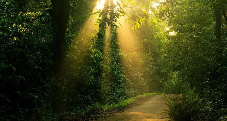 Sunbeams pierce dense rainforest illuminating a winding path in Cuc Phuong National Park.
