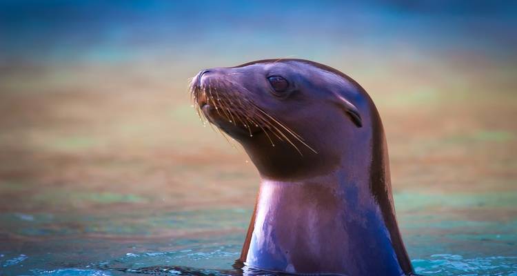 8 días de excursión por las islas Galápagos en Santa Cruz e Isabela - Responsible Travel South America 2