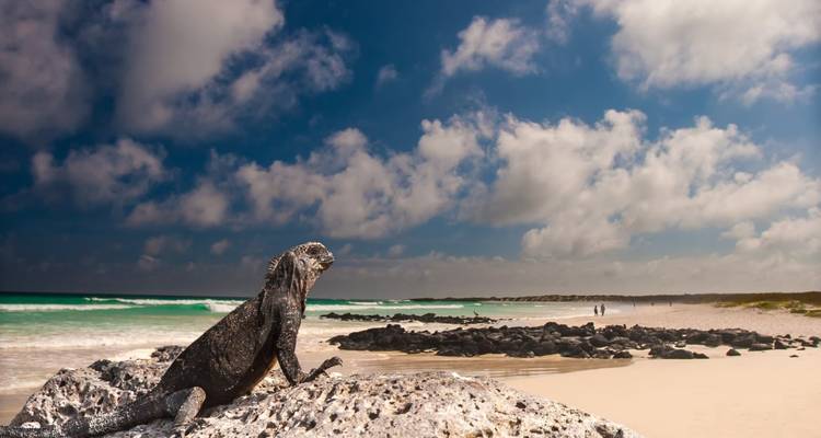 8 días de excursión por las islas Galápagos en Santa Cruz e Isabela - Responsible Travel South America 4