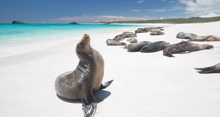 Groupe d'otaries se prélassant sur une plage blanc poudré à côté d'une eau bleu turquoise éclatante, un animal posant verticalement au premier plan.