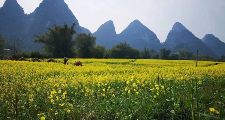 Field of yellow flowers with mountains in the background.