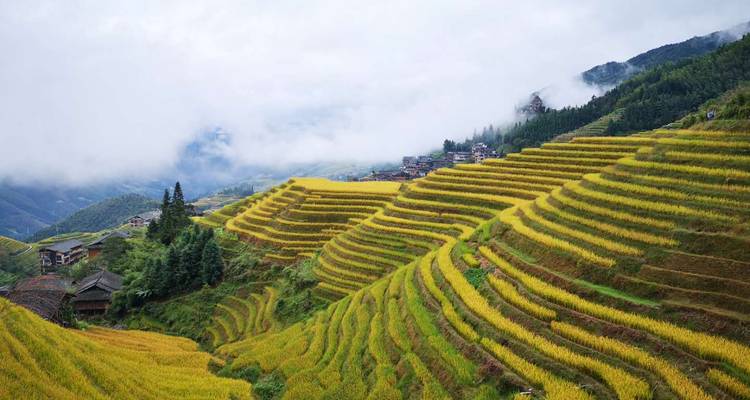 Campos de arroz en terrazas con pueblo bajo cielo nublado.