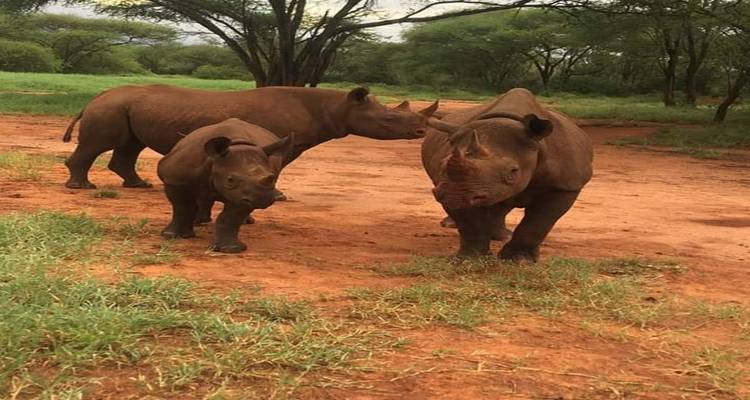 5 Days Big Five Tanzania Camping Safari ( Tarangire, Serengeti National Park and Ngorongoro Conservation Area ) (all accommodation and transport are included) - Click Expeditions 1