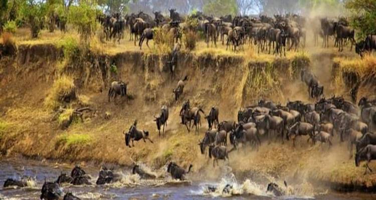 Gnus bei einer dramatischen Flussüberquerung inmitten von Staub und Aufruhr.