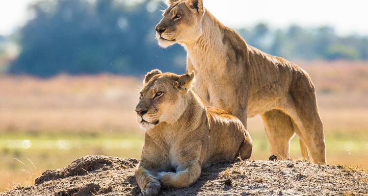 South Africa Garden Route to Kruger National Park 8 Day Adventure - BrushBuck Wildlife Tours 2