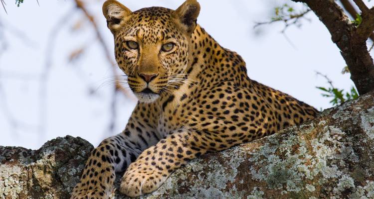 South Africa Garden Route to Kruger National Park 8 Day Adventure - BrushBuck Wildlife Tours 3
